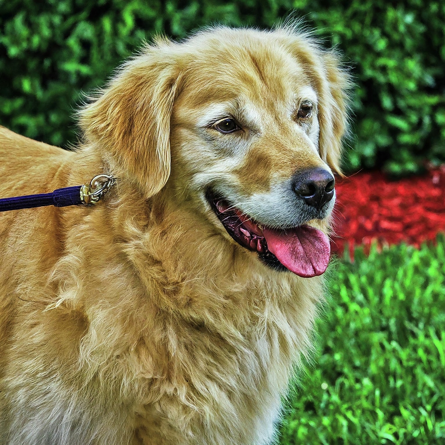 Leashed Golden Retriever